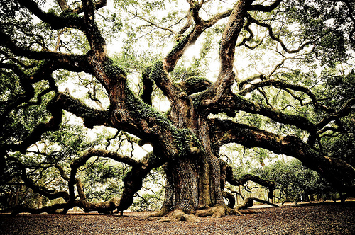 ancient oak
