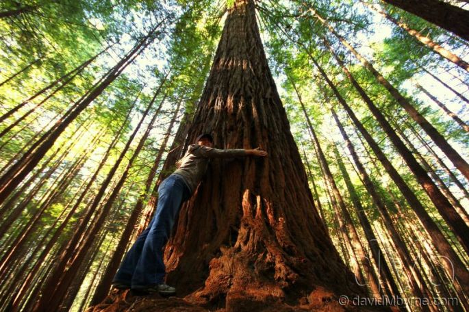 hug a redwood